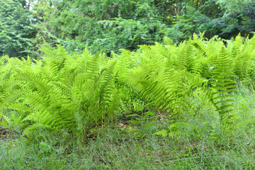 Green ferns growing on forest clearing.