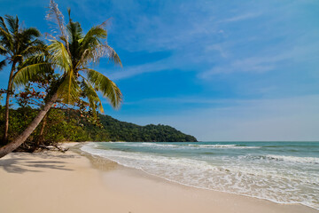Obraz premium tropical beach with palm trees