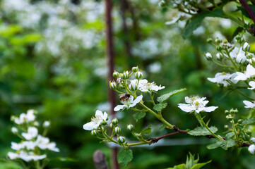 flowering BlackBerry bushes