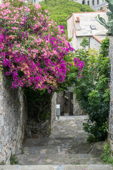 Little street with wisteriaflowers in Portovenere
