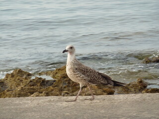Obraz premium An der Küste 