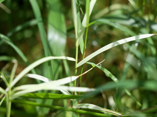 Fototapeta na wymiar Cynodon dactylon or Bermuda grass in white and green color