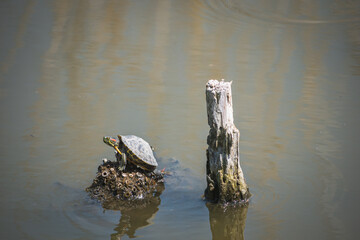 small turtle in the water