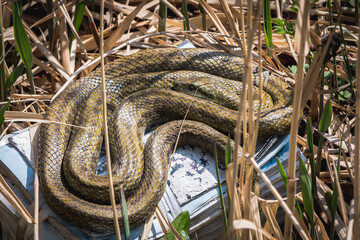 snake in the grass
