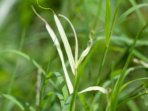 Cynodon dactylon or Bermuda grass in white and green color