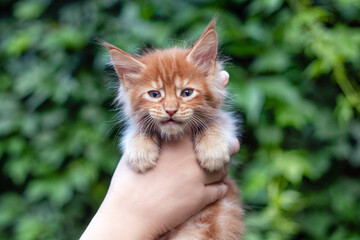 Naklejka na ściany i meble A lovely month old maine coon kitten in hands on green leaves background, outdoors.