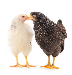 Two hen isolated.