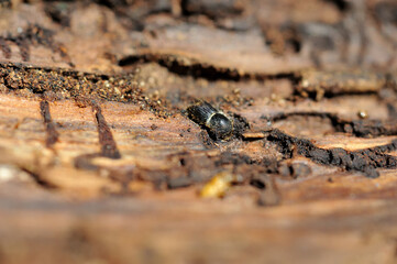 Borkenkäfer