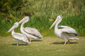 Great white pelican (Pelecanus onocrotalus)