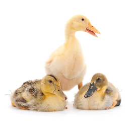 Three young cute duckling.