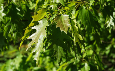 Oak leaves in the sun