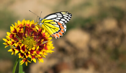 butterfly sucks honey from corn flower