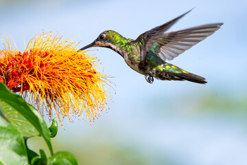 A female Black-throated Mango hummingbird feeding on the Monkey Brush Vine against the blue sky.