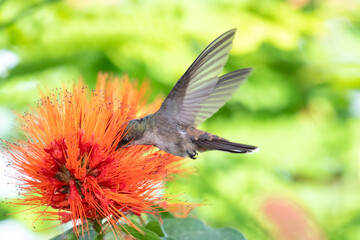 A female Ruby Topaz hummingbird feeding on the Monkey Brush Vine brightly lit.