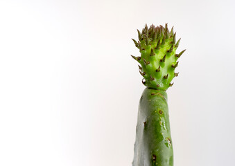 Tender bud of a prickly pear, opuntia ficus indica