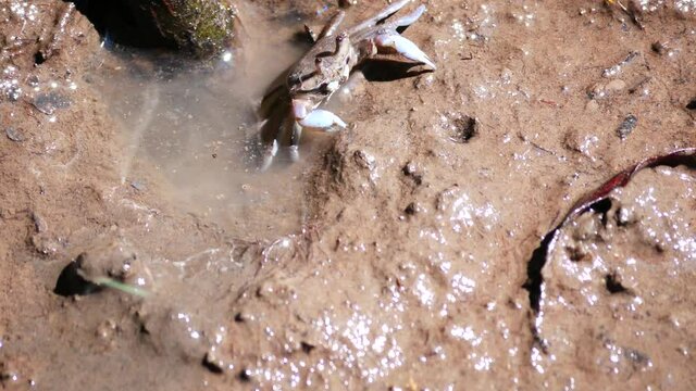 A small mud crab (Scylla sp) with blue claws eating something from the mud.