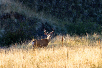 Herd of Mule Deer Bucks
