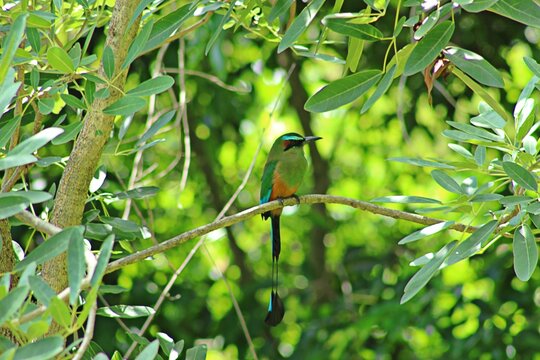 El Salvador national bird.