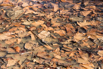 Fallen autumn leaves in water