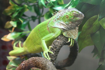 iguana on a tree