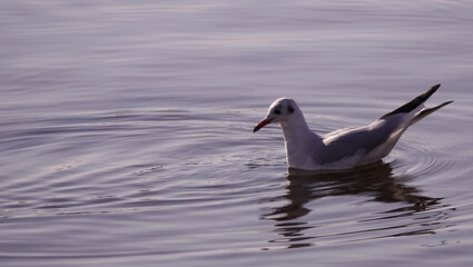 Gull