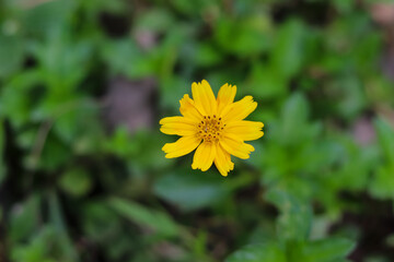 Singapore daisy flower or Sphagneticola trilobata blossoming in the middle of the bush. Beautiful yellow flower in blurred background.