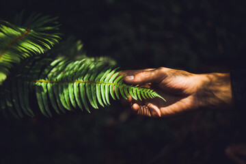 Upclose hand and fern 