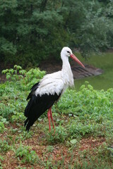 stork in the grass on the lake