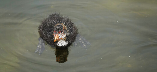 Waterfowl Chicks