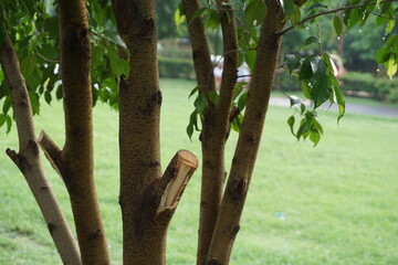 the tree