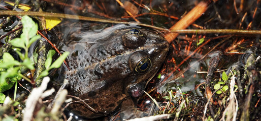 Frog on the shore