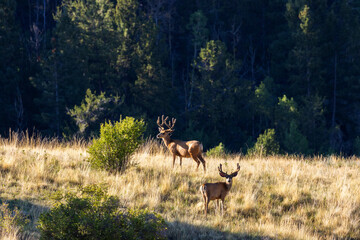 Herd of Mule Deer Bucks