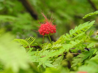 red flower
