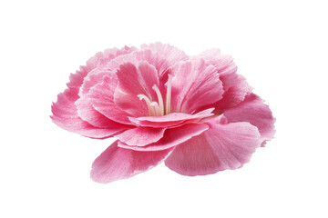 Flower on a white background for designers.