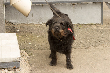 A black old shaggy distrustful dog is waiting outside the store for its owner.