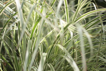 green grass background