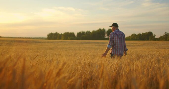 Old farmer walking down the wheat field in sunset touching wheat ears with hands - agriculture concept. Male arm moving over ripe wheat growing on the meadow.