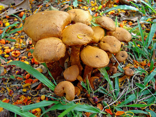 Mushrooms group on tropical rainforest