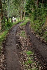 Fototapeta na wymiar Rural road in the mountains of Antioquia Colombia