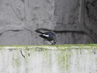 bird on a wall