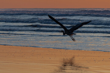 Naklejka premium Great Blue Heron (Ardea herodias) in Flight at Nehalem Beach, OR