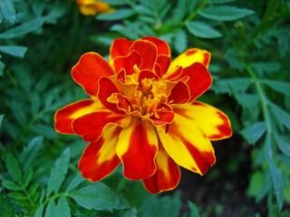 French marigold (Tagetes patula) on garden