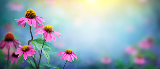 Beautiful Pink flowers Echinacea  close-up on a blurred background. Echinacea Purpurea (Purple coneflower)  medicinal plant it is used to strengthen the immune system. - obrazy, fototapety, plakaty