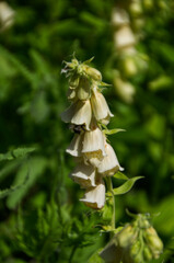 Fox Gloves