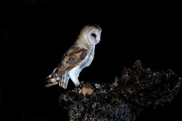 Barn owl in his usual trunk in the early hours of the night, Tyto alba
