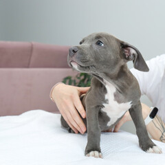 hands holding a puppy american staffordshire terrier