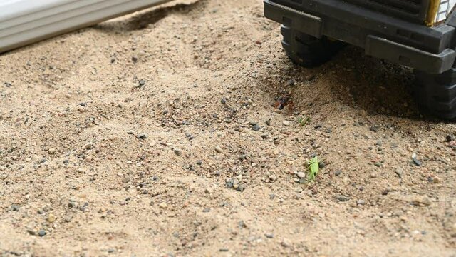 Thread-waisted wasp digging a hole in sand to bury  another insect