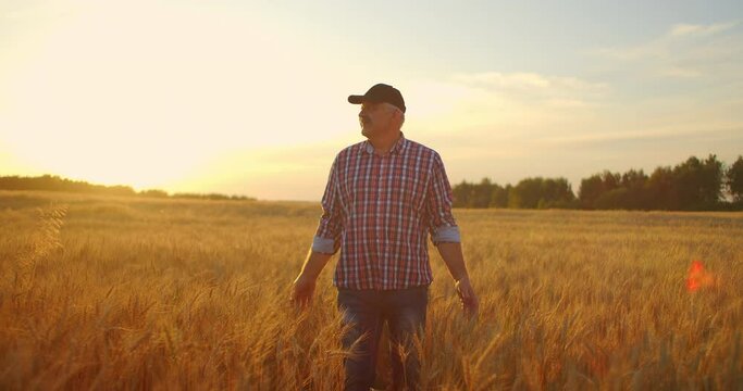 Man agronomist farmer in golden wheat field at sunset. Male looks at the ears of wheat, rear view. Farmers hand touches the ear of wheat at sunset. The agriculturist inspects a field of ripe wheat.