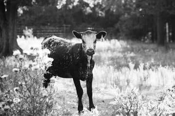 Young Texas longhorn calf for rustic cow black and white portrait on farm.