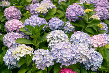 Beautiful-colored summer hydrangea in Taejongsa Temple, Busan, South Korea